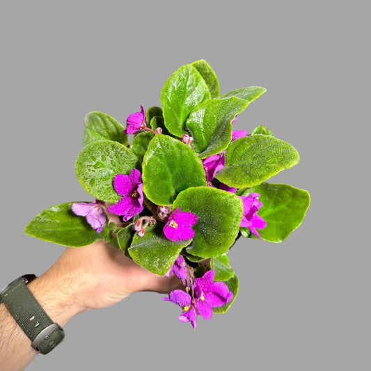 African Violet Plant - 4 Inch Pink Flowering Indoor Plant - Saintpaulia - Blooming Gift for Home Decor and Garden