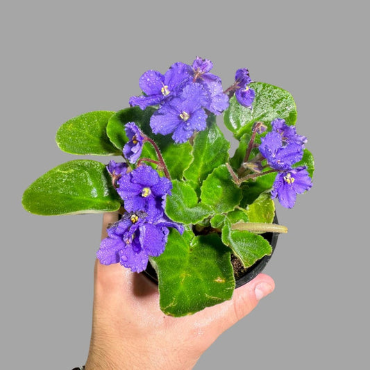 African Violet Live Plant - 4 Inch Blue Flowering Indoor Houseplant - Saintpaulia - Mini Gift Plant with Vibrant Blooms