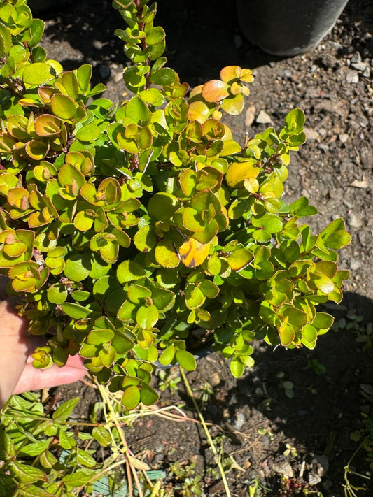 African Boxwood Plant in 1 Gallon Pot | Myrsine Africana | Evergreen Shrub with Dark Green Glossy Leaves | Garden Hedge Plant