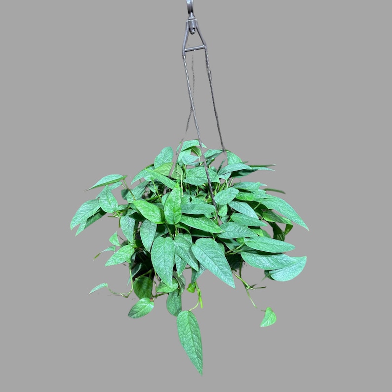 Cebu Blue Pothos Plant in 8" Hanging Basket | Rare Epipremnum Pinnatum | Indoor Houseplant for Home Décor