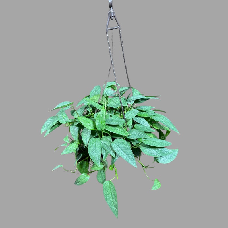 Cebu Blue Pothos Plant in 8" Hanging Basket, Epipremnum Pinnatum 'Cebu Blue', Rare Indoor Houseplant Gift