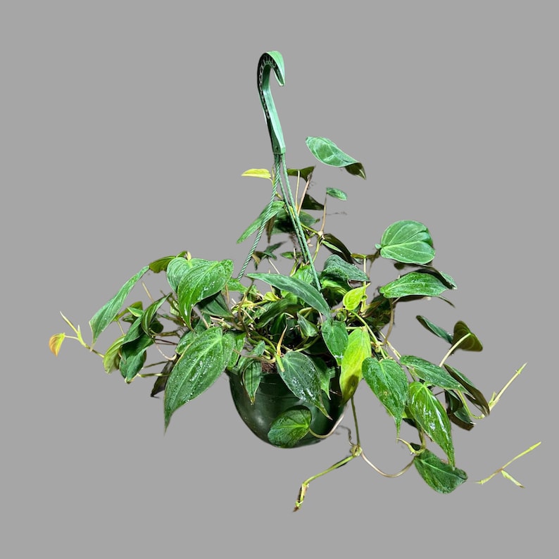 Philodendron Micans Velvet 4" Hanging Basket - Rare Heartleaf Houseplant - Easy Care Indoor Plant - Philodendron Micans