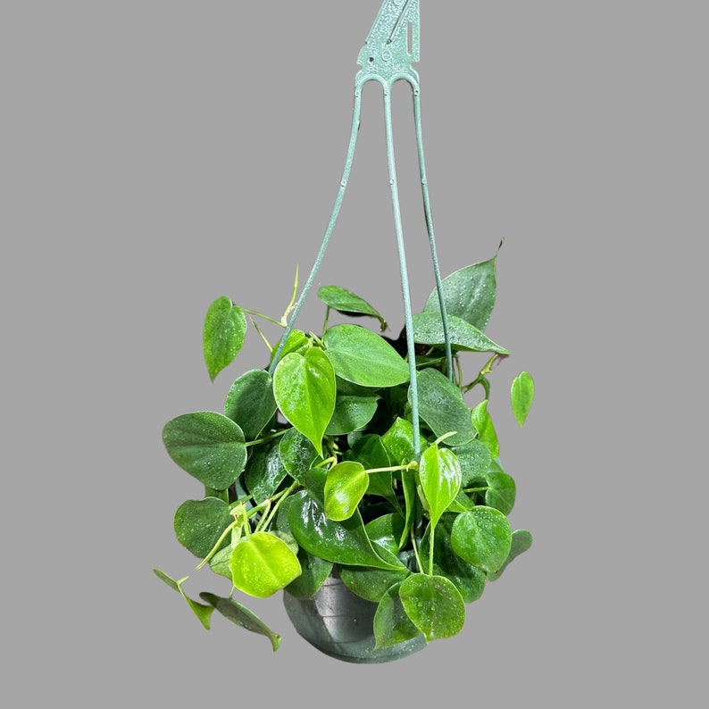 Jade Heart Leaf Philodendron in Hanging Basket - Easy-Care Indoor Plant - Philodendron hederaceum 'Brasil' - Rare Low Light