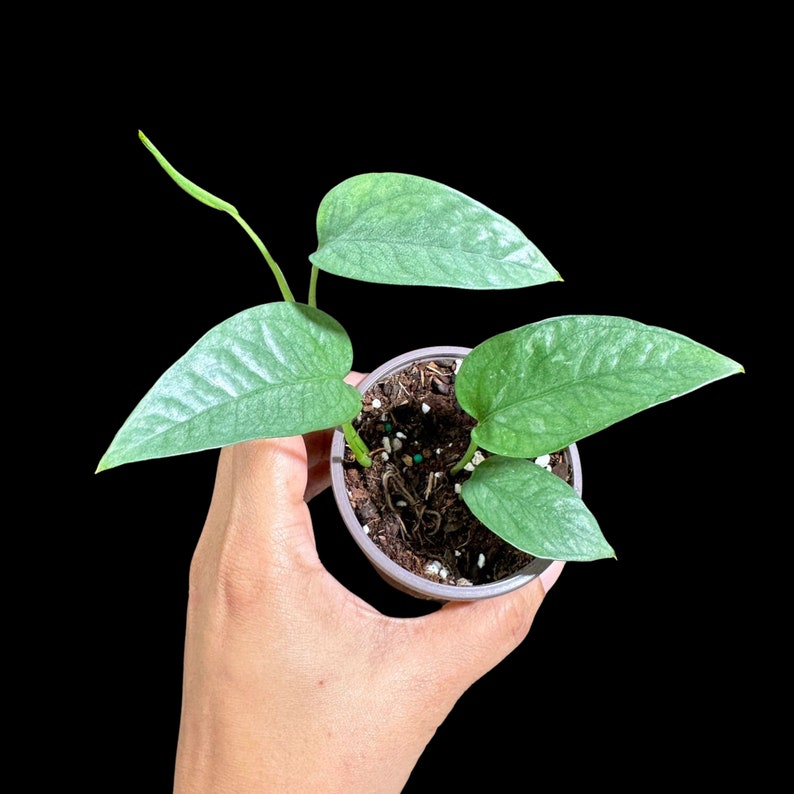 Cebu Blue Pothos Plant in 2" Pot | Rare Epipremnum Pinnatum 'Cebu Blue' | Easy Care Houseplant for Home Decor