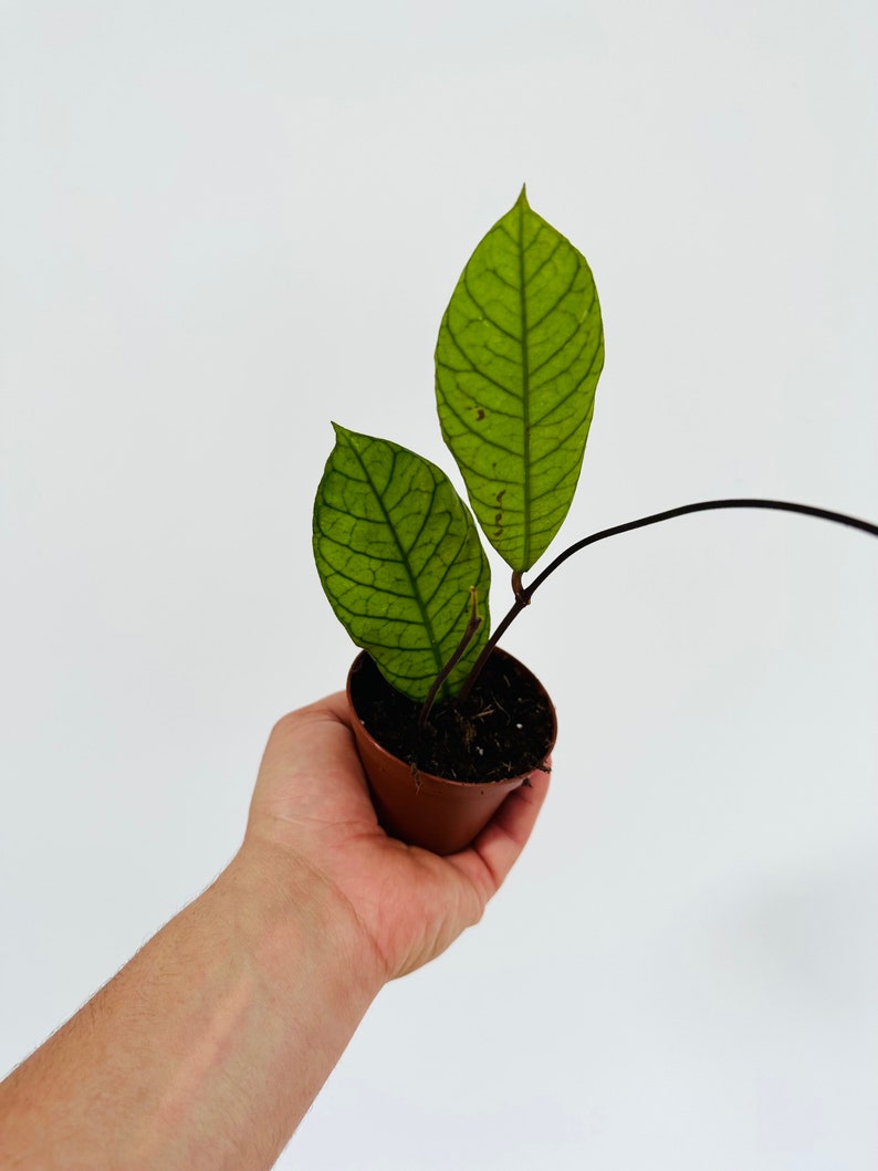 Rare Hoya Plant in 3" Pot - Hoya sp. Sabah EPC-961 - Super Veiny, Collectible Houseplant - Ideal for Climbing or Hanging