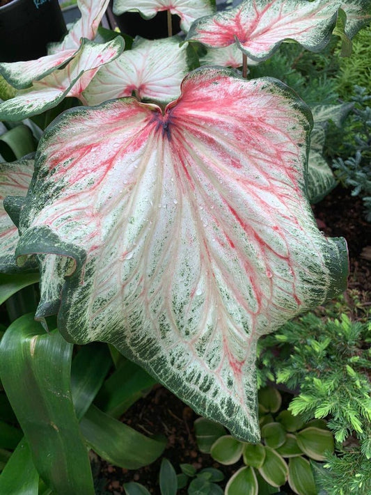 Caladium Bulbs (2) - Bold and Beautiful Pink & Green Foliage | Indoor & Outdoor | Blue Buddha Farm