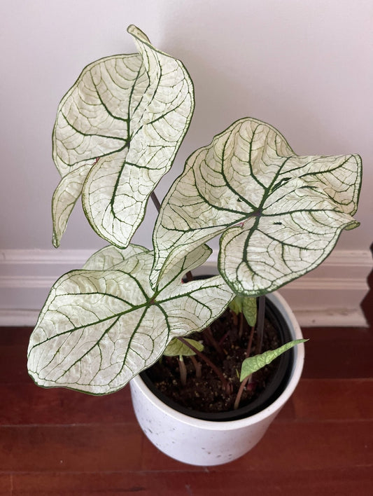Caladium Bulbs (2 Pack) - Candidum Jr Dwarf Variety - Heart-Shaped White Leaves, Dark Green Veins - Easy Care Indoor/Outdoor Plant