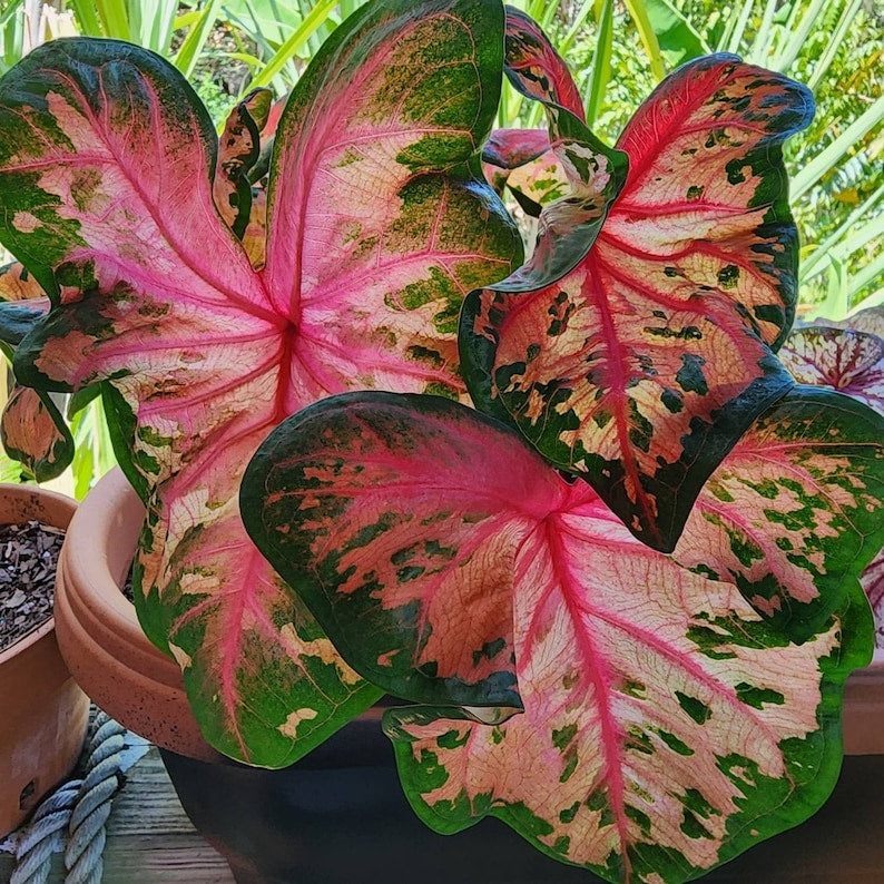 Clowning Around Caladium Bulbs (2) - Unique Pink-Orange Foliage - Caladium bicolor - Easy to Grow Indoor/Outdoor Perennial Plant