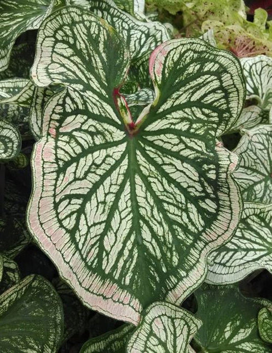 Caladium Bulbs (2 Pack) - Debutante Variety - Creamy White & Pink Leaves - Caladium Debutante