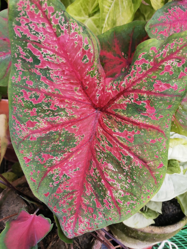 Fire Chief Caladium Bulbs (2 Pack) - Red & Rose Unique Foliage - Easy to Grow Indoor/Outdoor Perennial Plant - Caladium bicolor