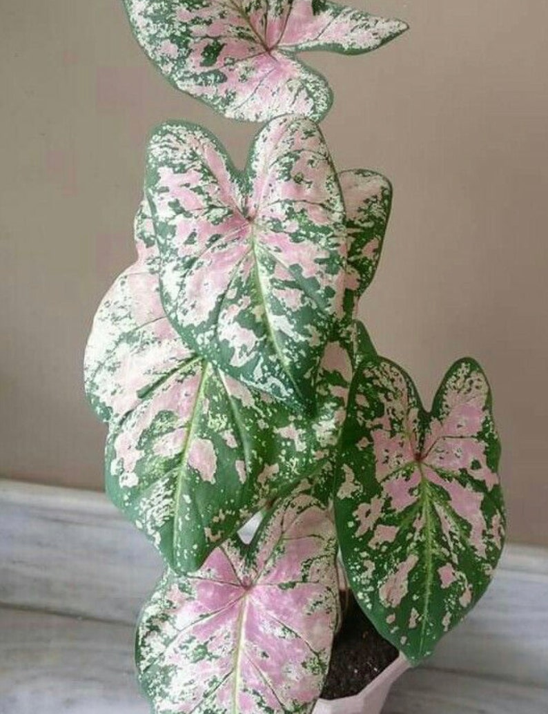 Florida Elise Caladium Bulbs (2) - Pink & White Blotched Indoor/Outdoor Houseplant - Caladium bicolor