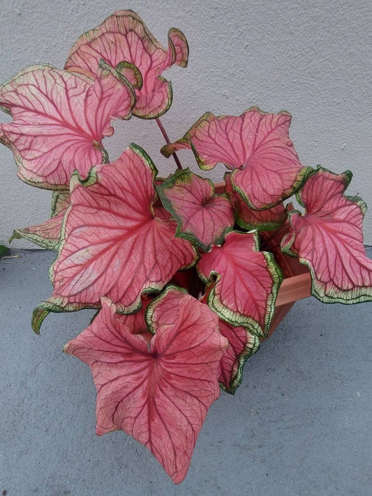 Caladium Bulbs (2 Pack) Florida Sweetheart Pink Leaves (Caladium bicolor) Easy Grow Indoor/Outdoor Perennial Plant