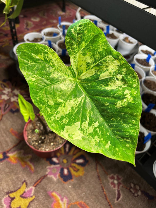 Caladium Bulbs (2 Pack) - Frog in a Blender Fancy Leaf Bicolor Green & White - Unique Shade Plant for Summer Foliage