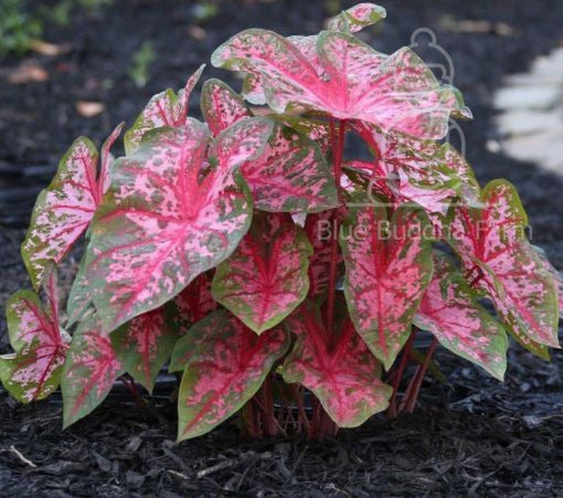 Gypsy Rose Caladium Bulbs (2 Pack) - Colorful Indoor/Outdoor Perennial Plant - Caladium bicolor