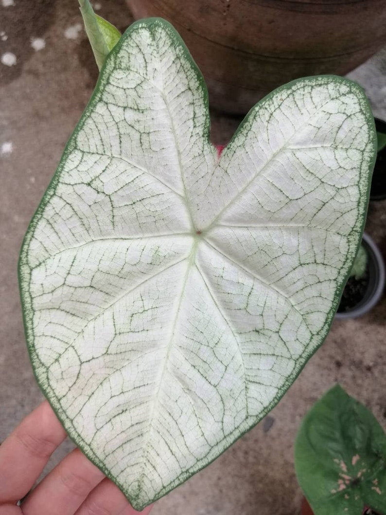 June Bride Caladium Bulbs (2 Pack) - Heart-Shaped Leaves - Easy to Grow Perennial - Caladium bicolor