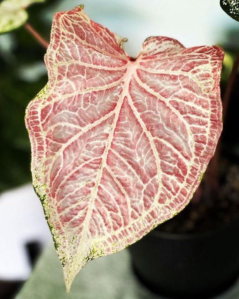Peppermint Caladium Bulbs (2) - Variegated White & Red Foliage - Easy to Grow Indoor/Outdoor Perennial Plant - Caladium bicolor
