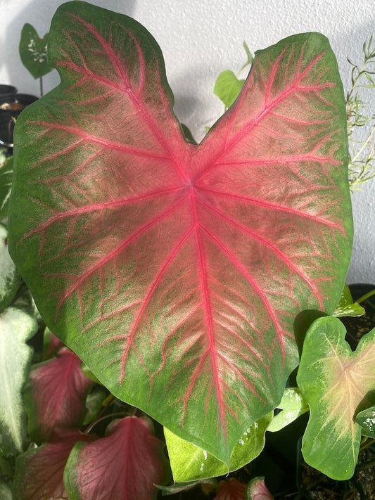 Caladium Bulbs (2 Pack) - Poecile Anglais Variety with Green Leaves & Crimson Center - Poecile Anglais Caladium