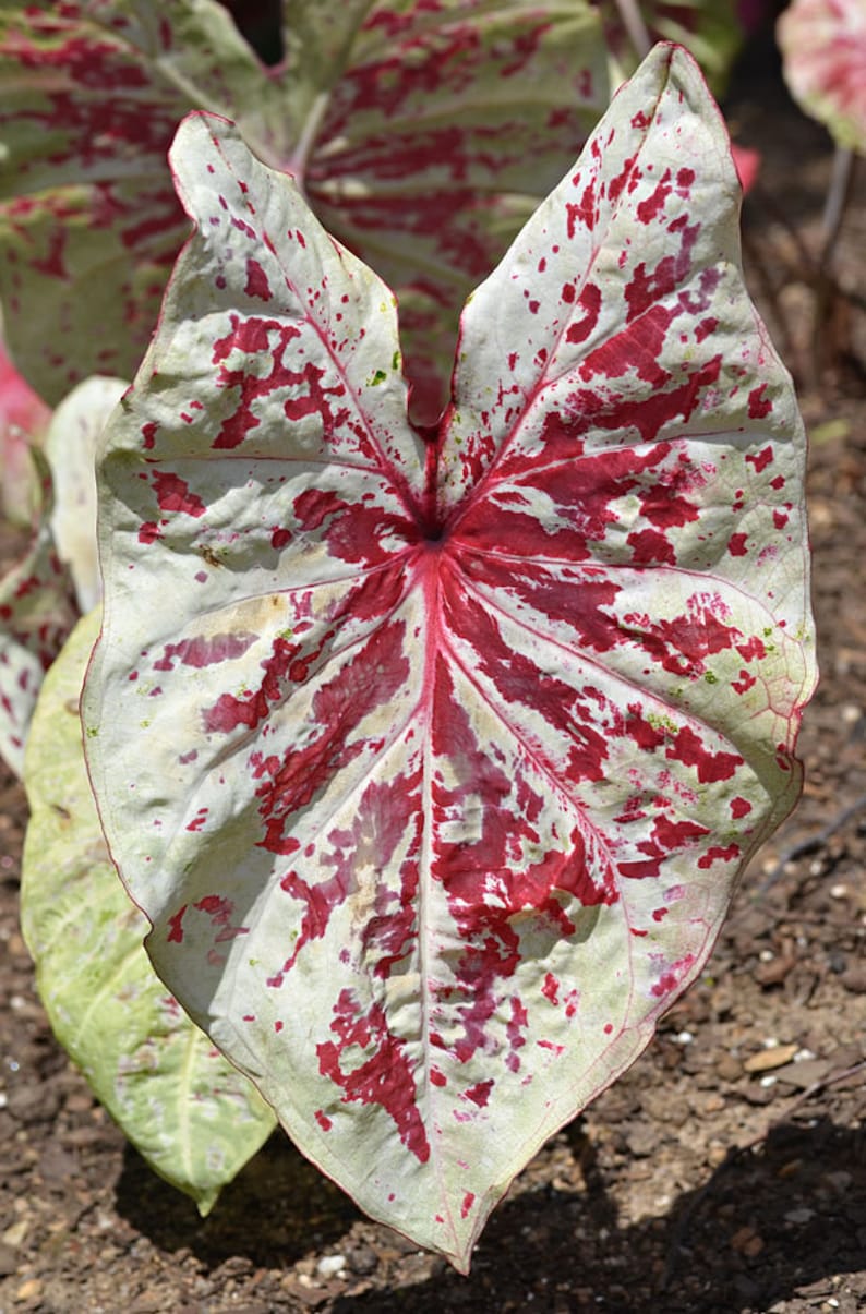 Raspberry Moon Caladium Bulbs (2) - Variegated Pink & Green Leaves - Easy Grow Indoor/Outdoor Perennial Plant - Caladium bicolor