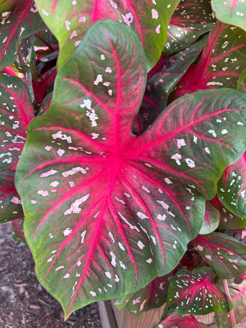 Red Flash Caladium Bulbs (2) - Easy to Grow Indoor/Outdoor Perennial Plant - Caladium bicolor - Vibrant Red Foliage with Green Borders
