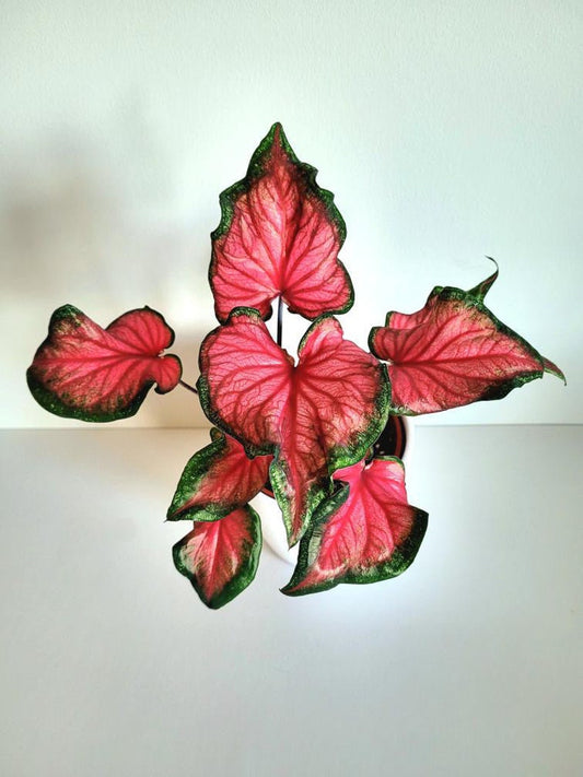 Caladium Bulbs (2 Pack) - Sizzle Variety, Red to Rose Leaves, Easy to Grow Indoor/Outdoor - Caladium bicolor