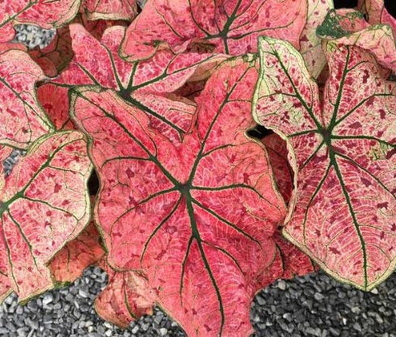 Caladium Bulbs (2 Pack) - Splash of Wine Variety - Pink & White Leaves with Green Veins - Easy to Grow Indoor/Outdoor