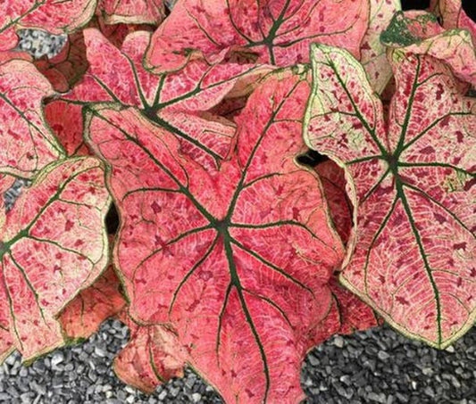 Caladium Bulbs (2 Pack) - Splash of Wine Variety - Pink & White Leaves with Green Veins - Easy to Grow Indoor/Outdoor