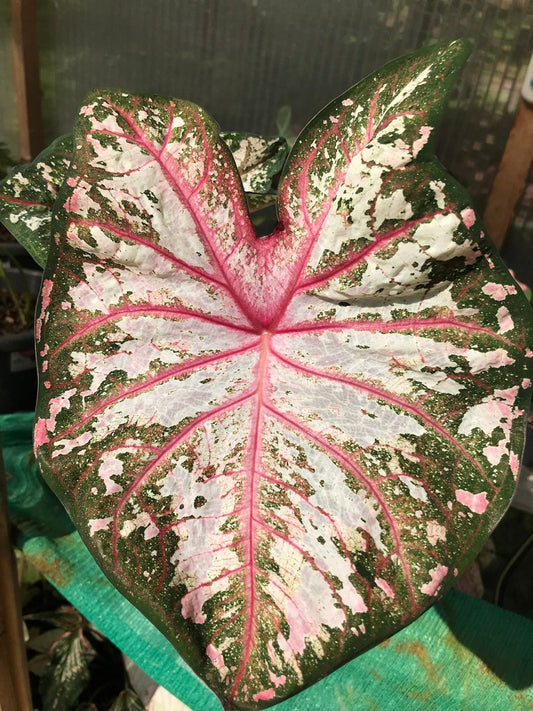 Caladium Bulbs (2 Pack) - Tapestry Variety with Green & White Leaves - Easy Grow Indoor/Outdoor - Caladium bicolor