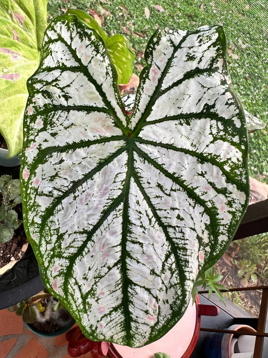 Caladium Bulbs (2 Pack) - White Christmas Variety - Large Heart-Shaped Leaves - Caladium bicolor