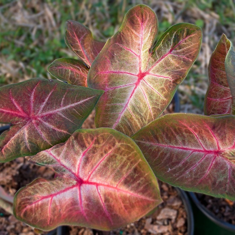 Berries 'N Burgundy Caladium Bulbs (2) - Easy Care Indoor/Outdoor Plant - Unique Foliage - Colocasia (Caladium)