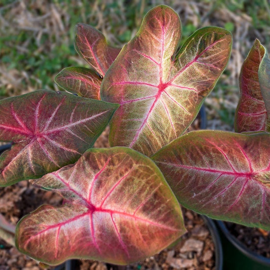 Berries 'N Burgundy Caladium Bulbs (2) - Easy Care Indoor/Outdoor Plant - Unique Foliage - Colocasia (Caladium)