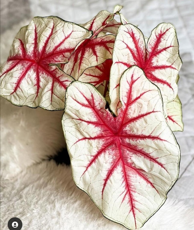 Fiesta Caladium Bulbs (2) | White Leaves with Scarlet Red Veins | Partial Shade | Caladium bicolor
