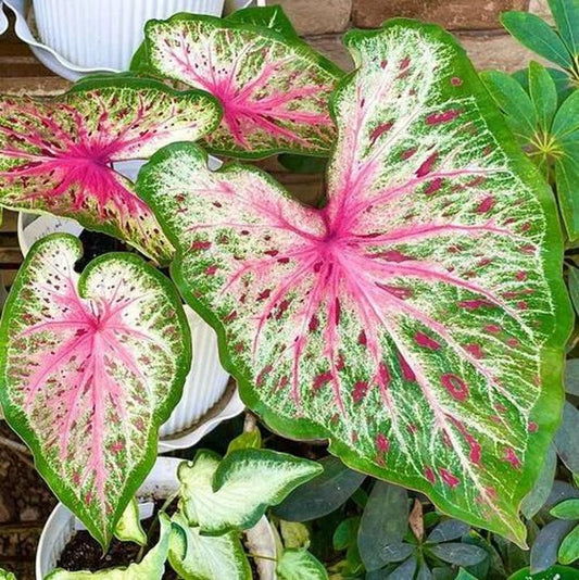 Caladium Bulbs (2) - Heart and Soul Variety - White Leaves with Pink Centers - Easy to Grow Indoor/Outdoor Plant