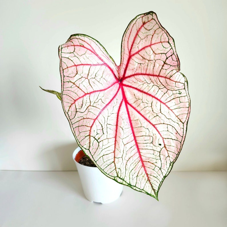 Southern Charm Caladium Bulbs (2 Pack) - Vibrant Heart-Shaped Leaves - Caladium bicolor - Easy to Grow Indoor/Outdoor Plant