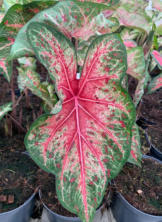 Caladium Bulbs (2) - Wildfire Variety - Vibrant Heart-Shaped Leaves - Tropical Indoor/Outdoor Plant - Caladium bicolor