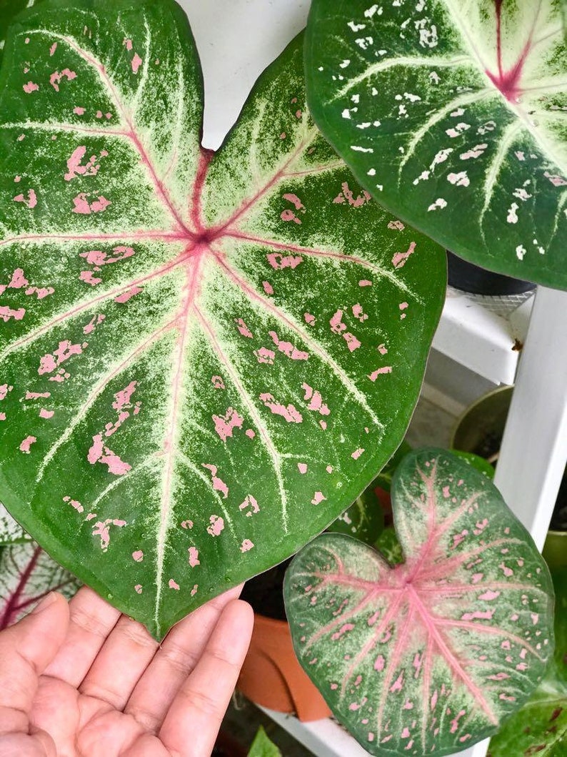 Galaxy Caladium Bulbs (2 Pack) - Green Leaves, White Centers, Red Veins - Caladium bicolor - Easy to Grow Indoor/Outdoor Perennial