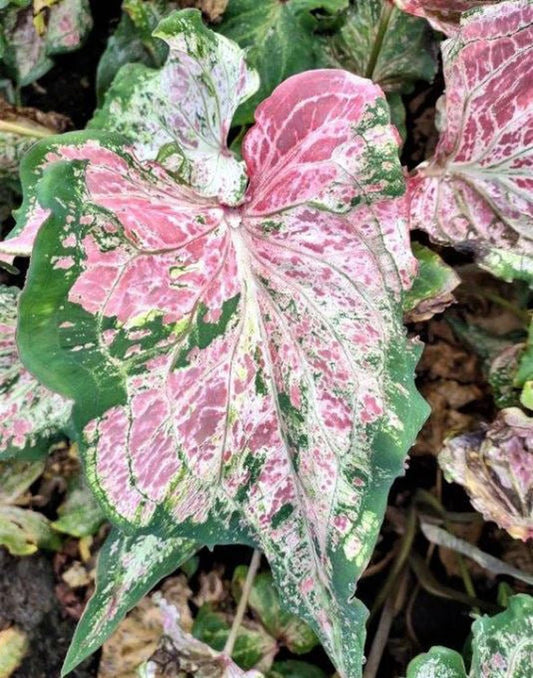 Caladium Bulbs (2 Pack) - Pink Sky Variety - Easy to Grow Indoor/Outdoor Perennial - Caladium bicolor