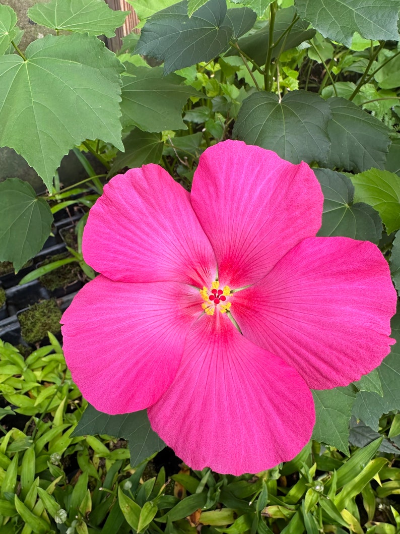 Terri's Pink Wood Rose Plant 2.5” Pot - Hibiscus paramutabilis 'Rubra' - Hardy Perennial with Stunning Deep Pink Flowers