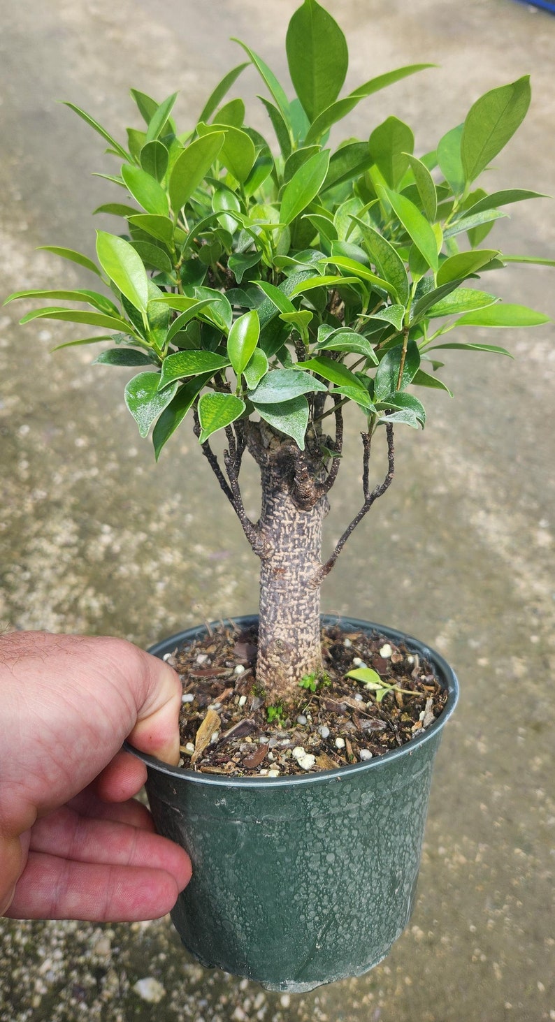 Ficus Retusa Stump Bonsai - Live Pre-Bonsai Plant - Outdoor Grown - Ideal for Bonsai Enthusiasts - Ficus microcarpa