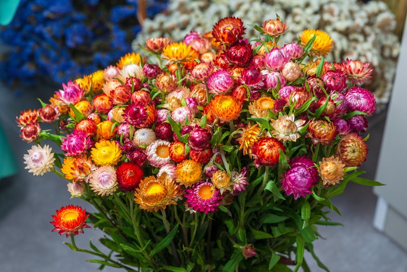 Strawflower Seeds - 20 Everlasting Xerochrysum bracteatum Seeds for Dried Flower Arrangements - Free Shipping on $35+