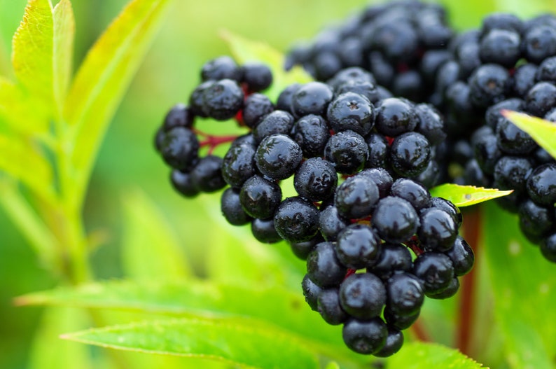 Elderberry Seeds - 10 Seeds of Sambucus - Elderflower Variety for Home Gardening - Free Shipping Over $35