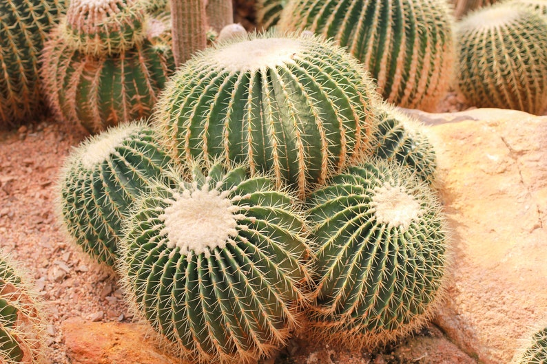 Golden Barrel Cactus Seeds 20 Pack - Echinocactus grusonii - Rare Mexican Cactus for Succulent Gardens