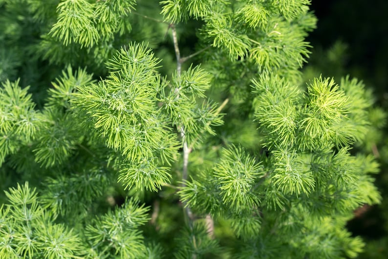 Asparagus Fern Seeds - 10 Emerald Feather Seeds - Asparagus densiflorus sprengeri - House Plant for Indoor Gardening
