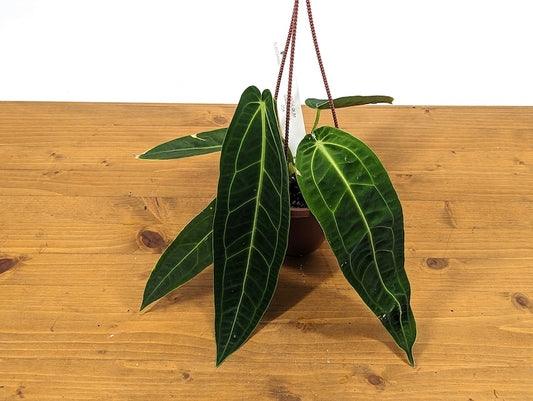 Anthurium Warocqueanum Queen Hanging Basket 6-12" Leaves - Tropical Plant with Hoya Krimson Queen Offer (Limited Time)