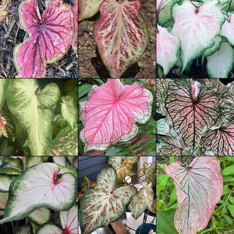 Strap Leaf Caladium Bulb Mix - Elegant Foliage Assortment - Unique Varieties for Shade - Caladium spp.