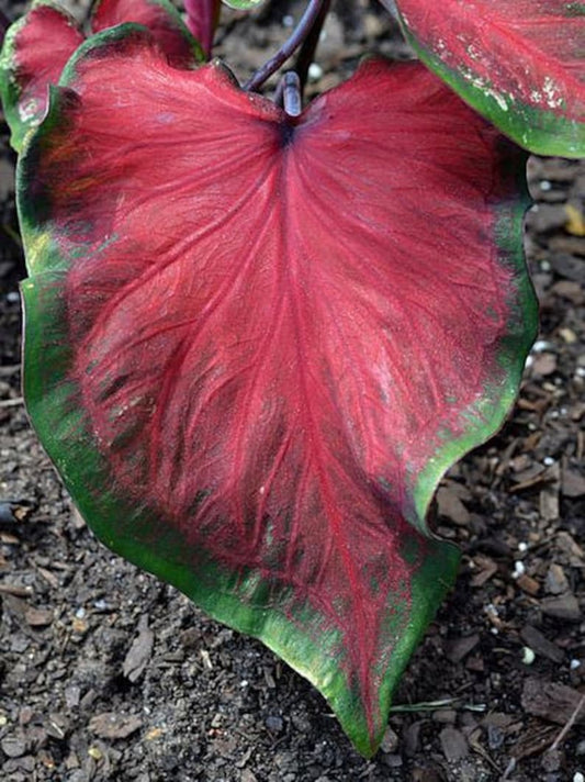 Caladium Bulbs (2 Pack) - Hearts Delight Variety, Rose Red Foliage with Green Edges, Caladium bicolor