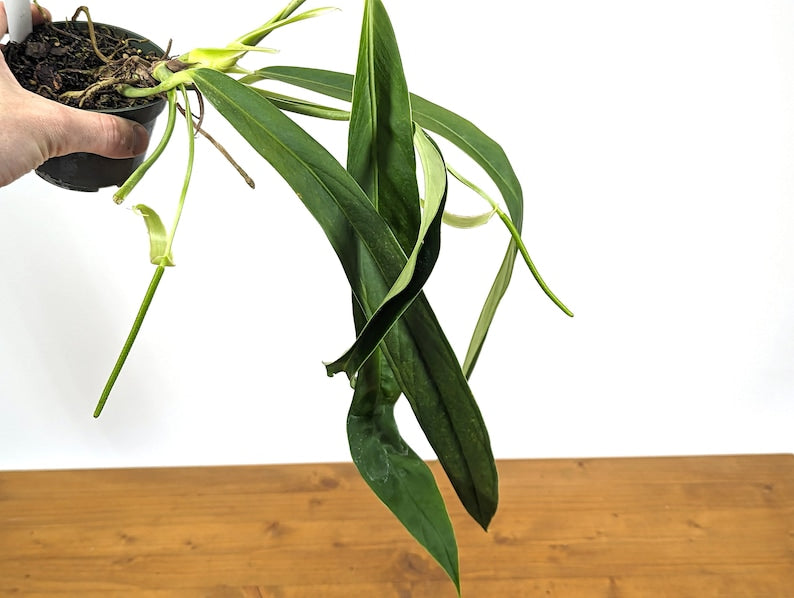 Anthurium Ceronii 4" Pot Live Tropical Aroid Houseplant Rare Variety - Ideal for Terrariums, Colombian Species