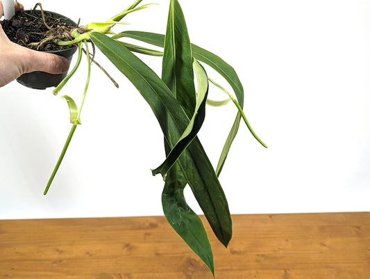 Anthurium Ceronii 4" Pot Live Tropical Aroid Houseplant Rare Variety - Ideal for Terrariums, Colombian Species