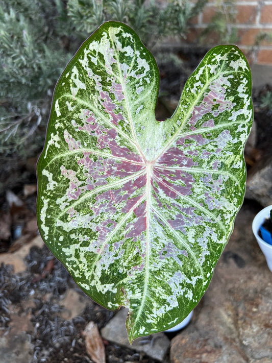Caladium Bulbs (2 Pack) - Pink Cloud Variety, Variegated Leaves - Easy to Grow Indoor/Outdoor Perennial Plant - Caladium bicolor