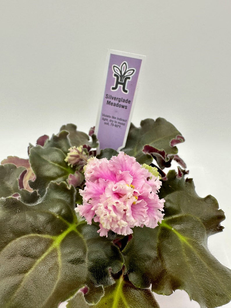 Live African Violet 4" Plant - Blooming African Violet - Saintpaulia ionantha - Perfect Indoor Flowering Houseplant