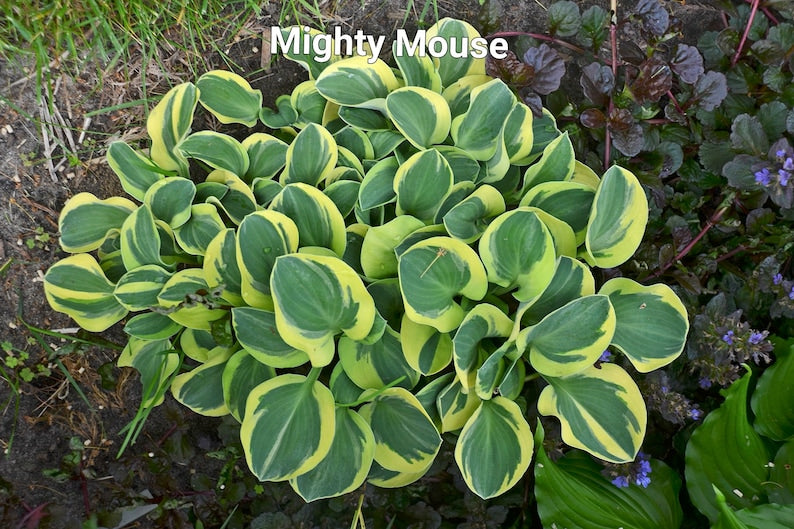 Miniature Hosta Starter Plant - Mighty Mouse - Blue Green Leaves with Creamy Yellow Margins - Hosta 'Mighty Mouse'